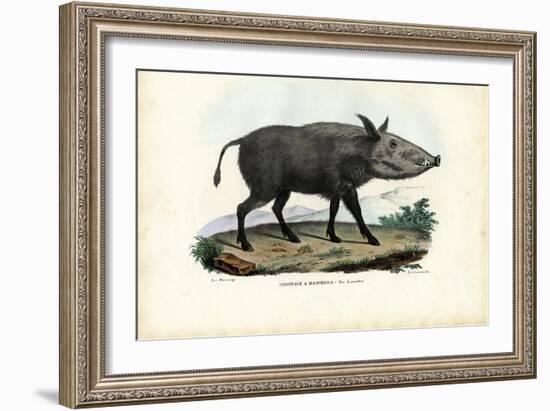 Bushpig, 1863-79-Raimundo Petraroja-Framed Giclee Print