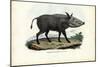 Bushpig, 1863-79-Raimundo Petraroja-Mounted Giclee Print