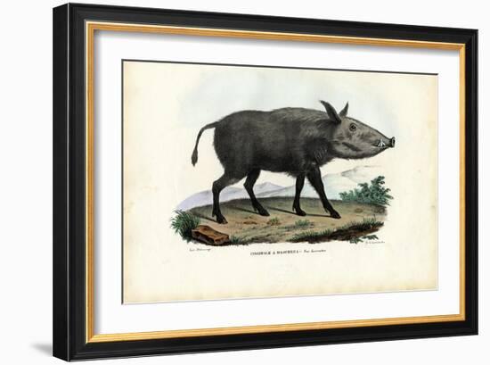 Bushpig, 1863-79-Raimundo Petraroja-Framed Giclee Print