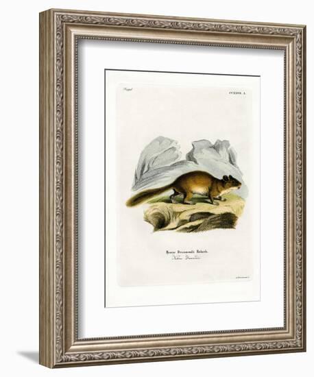 Bushy-Tailed Woodrat-null-Framed Giclee Print
