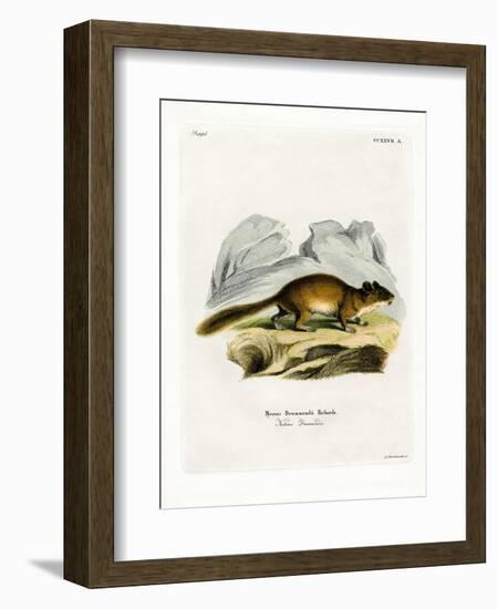 Bushy-Tailed Woodrat-null-Framed Giclee Print