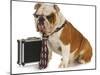 Business Dog - English Bulldog Male Wearing Tie And Glasses Sitting Beside Briefcase-Willee Cole-Mounted Photographic Print