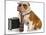 Business Dog - English Bulldog Male Wearing Tie And Glasses Sitting Beside Briefcase-Willee Cole-Mounted Photographic Print