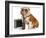 Business Dog - English Bulldog Male Wearing Tie And Glasses Sitting Beside Briefcase-Willee Cole-Framed Photographic Print