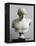 Bust of Antinous, Antinous Said Ecouen (117-138 Ad)-null-Framed Premier Image Canvas