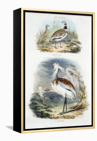 Bustards, 1835-null-Framed Premier Image Canvas