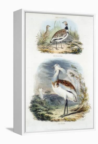 Bustards, 1835-null-Framed Premier Image Canvas