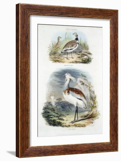 Bustards, 1835-null-Framed Giclee Print