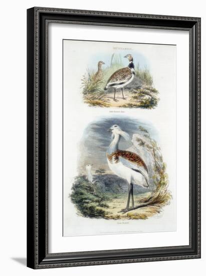 Bustards, 1835-null-Framed Giclee Print