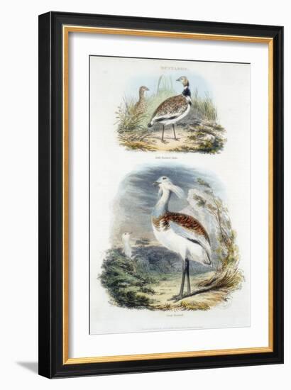 Bustards, 1835-null-Framed Giclee Print