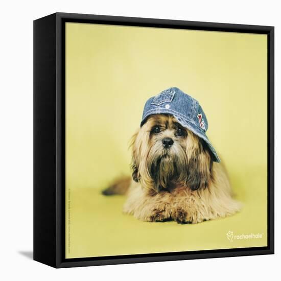 Buster-Rachael Hale-Framed Stretched Canvas