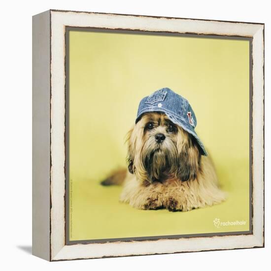 Buster-Rachael Hale-Framed Premier Image Canvas