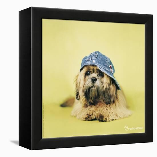 Buster-Rachael Hale-Framed Premier Image Canvas