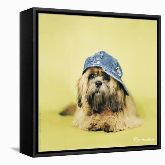 Buster-Rachael Hale-Framed Premier Image Canvas