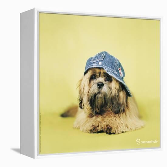 Buster-Rachael Hale-Framed Premier Image Canvas