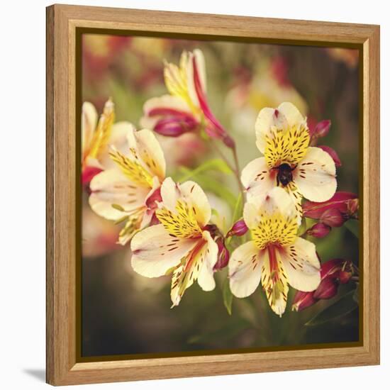 Busy Bee-Lance Kuehne-Framed Premier Image Canvas