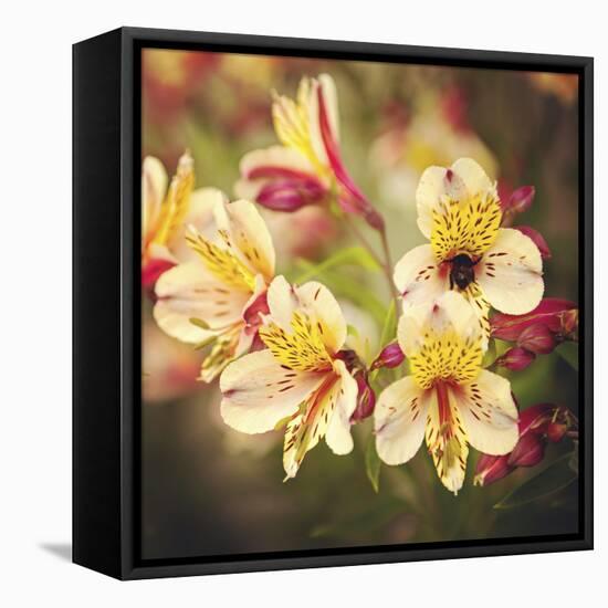 Busy Bee-Lance Kuehne-Framed Premier Image Canvas