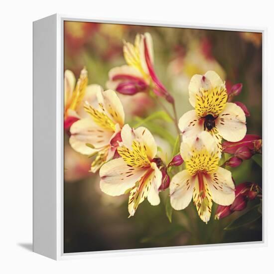 Busy Bee-Lance Kuehne-Framed Premier Image Canvas