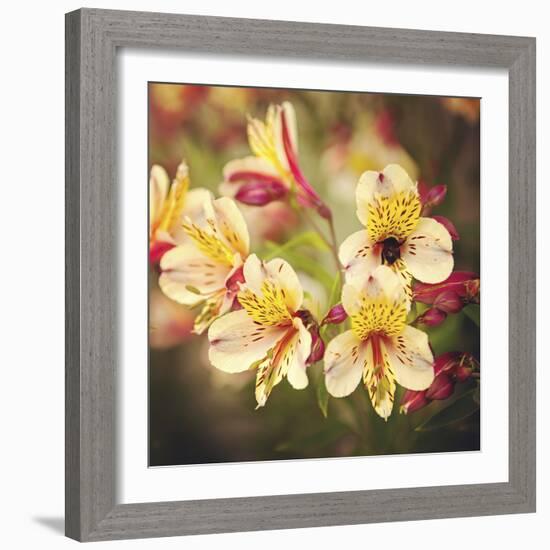 Busy Bee-Lance Kuehne-Framed Photographic Print