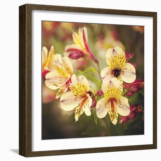 Busy Bee-Lance Kuehne-Framed Photographic Print