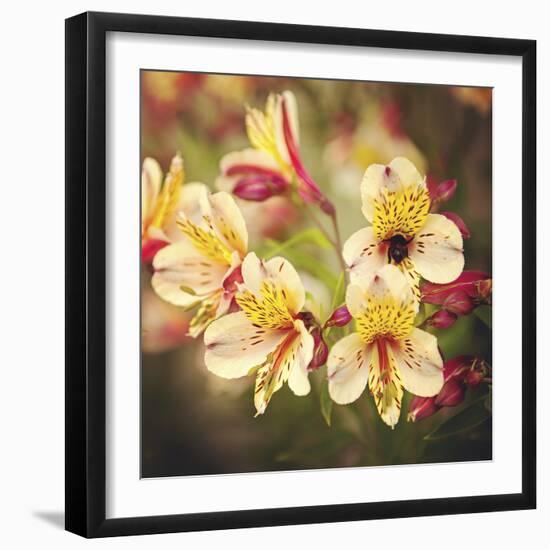 Busy Bee-Lance Kuehne-Framed Photographic Print
