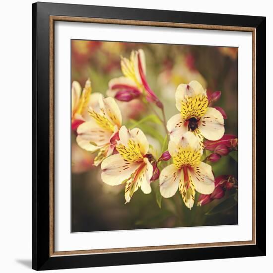 Busy Bee-Lance Kuehne-Framed Photographic Print