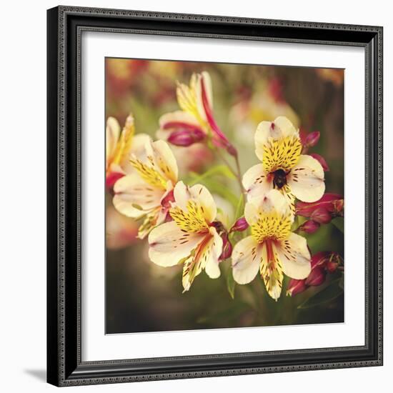 Busy Bee-Lance Kuehne-Framed Photographic Print