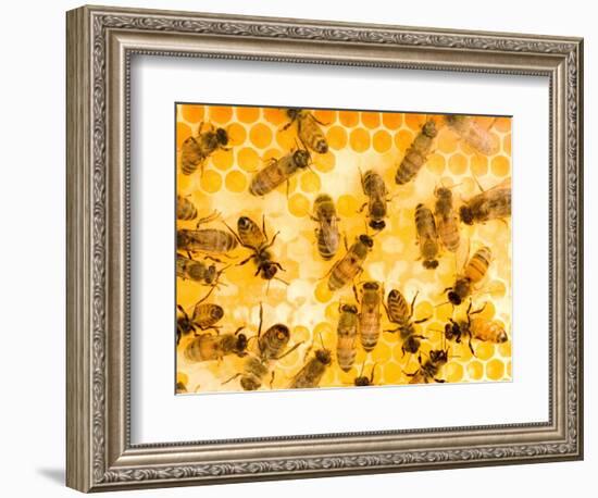 Busy Bees-Ted Horowitz-Framed Photographic Print