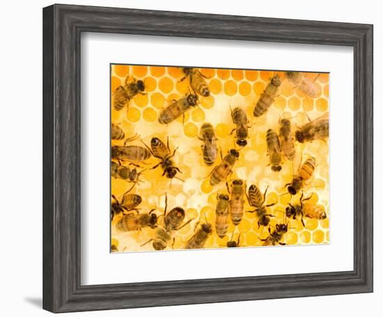 Busy Bees-Ted Horowitz-Framed Photographic Print