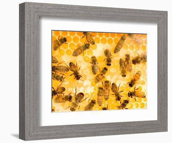 Busy Bees-Ted Horowitz-Framed Photographic Print