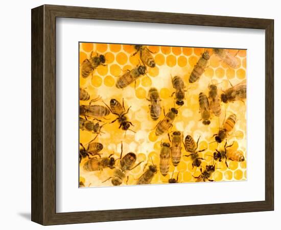 Busy Bees-Ted Horowitz-Framed Photographic Print