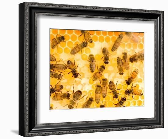 Busy Bees-Ted Horowitz-Framed Photographic Print