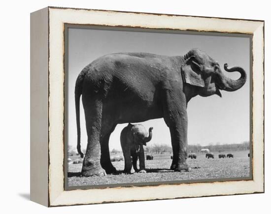 Butch, Baby Female Indian Elephant in the Dailey Circus, Standing Beneath Full Size Elephant-Cornell Capa-Framed Premier Image Canvas