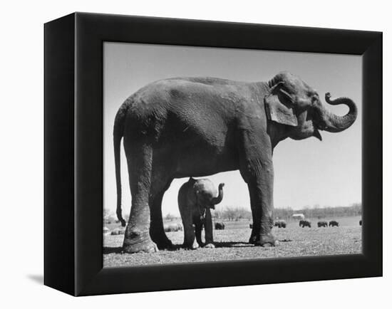Butch, Baby Female Indian Elephant in the Dailey Circus, Standing Beneath Full Size Elephant-Cornell Capa-Framed Premier Image Canvas