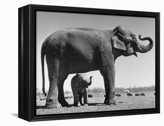 Butch, Baby Female Indian Elephant in the Dailey Circus, Standing Beneath Full Size Elephant-Cornell Capa-Framed Premier Image Canvas