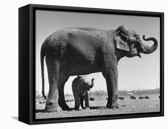 Butch, Baby Female Indian Elephant in the Dailey Circus, Standing Beneath Full Size Elephant-Cornell Capa-Framed Premier Image Canvas