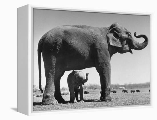 Butch, Baby Female Indian Elephant in the Dailey Circus, Standing Beneath Full Size Elephant-Cornell Capa-Framed Premier Image Canvas