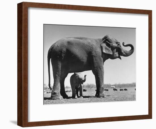 Butch, Baby Female Indian Elephant in the Dailey Circus, Standing Beneath Full Size Elephant-Cornell Capa-Framed Premium Photographic Print