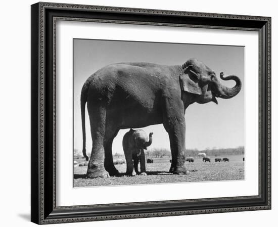 Butch, Baby Female Indian Elephant in the Dailey Circus, Standing Beneath Full Size Elephant-Cornell Capa-Framed Premium Photographic Print