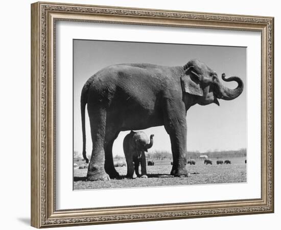 Butch, Baby Female Indian Elephant in the Dailey Circus, Standing Beneath Full Size Elephant-Cornell Capa-Framed Photographic Print