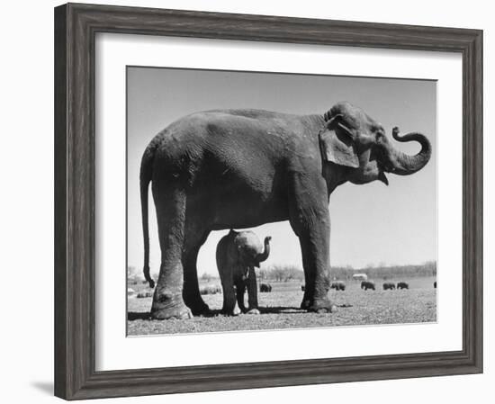 Butch, Baby Female Indian Elephant in the Dailey Circus, Standing Beneath Full Size Elephant-Cornell Capa-Framed Photographic Print