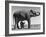 Butch, Baby Female Indian Elephant in the Dailey Circus, Standing Beneath Full Size Elephant-Cornell Capa-Framed Photographic Print