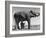 Butch, Baby Female Indian Elephant in the Dailey Circus, Standing Beneath Full Size Elephant-Cornell Capa-Framed Photographic Print