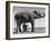 Butch, Baby Female Indian Elephant in the Dailey Circus, Standing Beneath Full Size Elephant-Cornell Capa-Framed Photographic Print