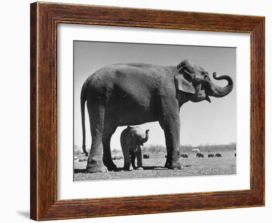 Butch, Baby Female Indian Elephant in the Dailey Circus, Standing Beneath Full Size Elephant-Cornell Capa-Framed Photographic Print