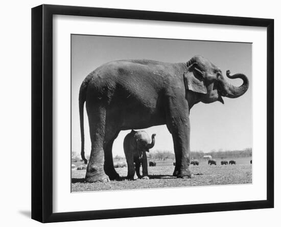 Butch, Baby Female Indian Elephant in the Dailey Circus, Standing Beneath Full Size Elephant-Cornell Capa-Framed Photographic Print