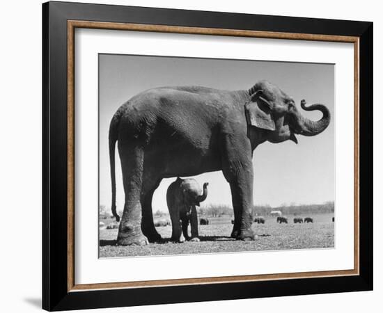 Butch, Baby Female Indian Elephant in the Dailey Circus, Standing Beneath Full Size Elephant-Cornell Capa-Framed Photographic Print