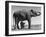 Butch, Baby Female Indian Elephant in the Dailey Circus, Standing Beneath Full Size Elephant-Cornell Capa-Framed Photographic Print