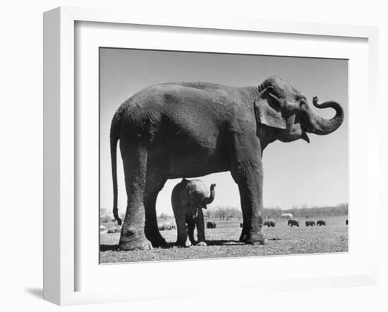 Butch, Baby Female Indian Elephant in the Dailey Circus, Standing Beneath Full Size Elephant-Cornell Capa-Framed Photographic Print