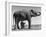 Butch, Baby Female Indian Elephant in the Dailey Circus, Standing Beneath Full Size Elephant-Cornell Capa-Framed Photographic Print